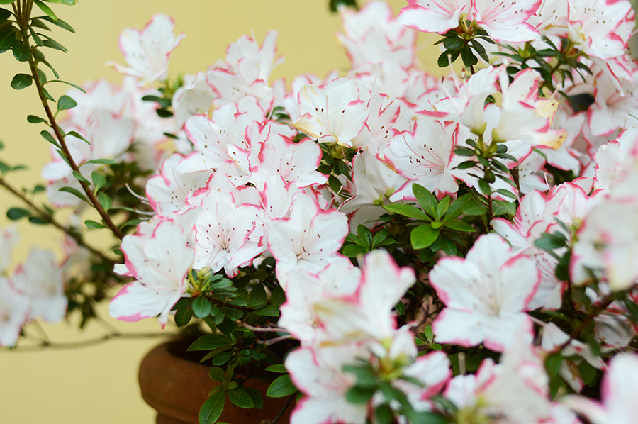 Spring Flowers 