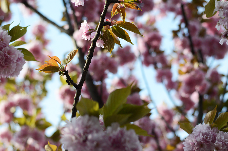 Spring Flowers (4)