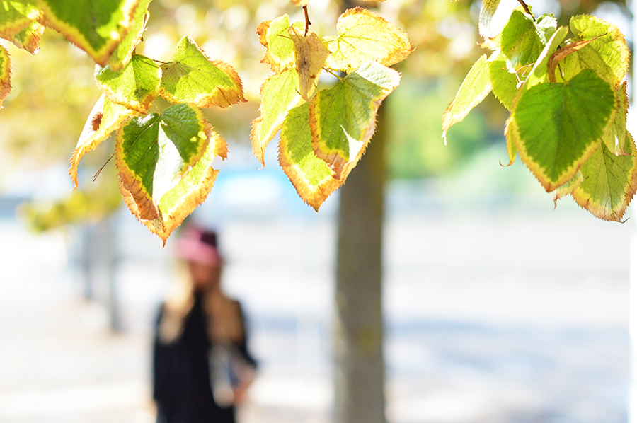 autumn-photo-2014